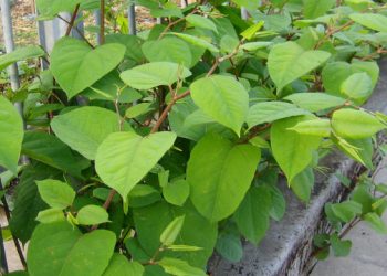 Council proposes new policy to deal with invasive species
